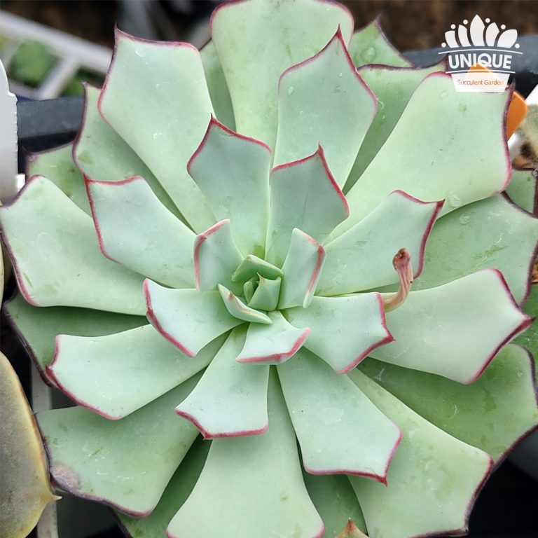 多肉仙人交易所