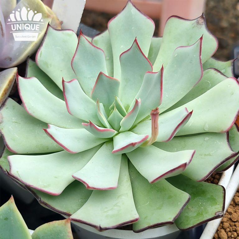 多肉仙人交易所