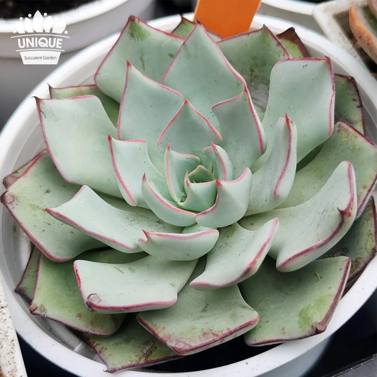 多肉仙人交易所