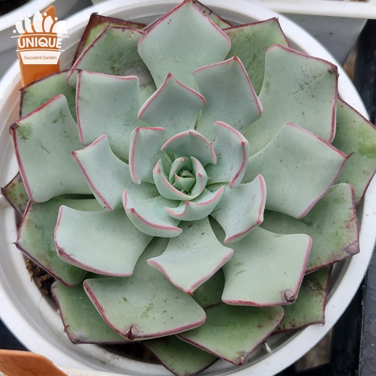 多肉仙人交易所