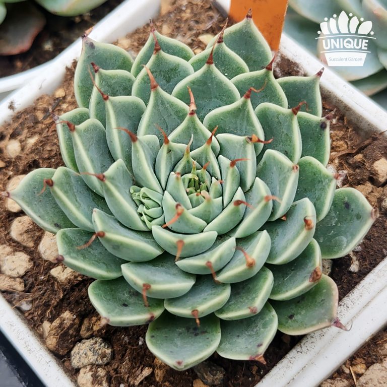 多肉仙人交易所