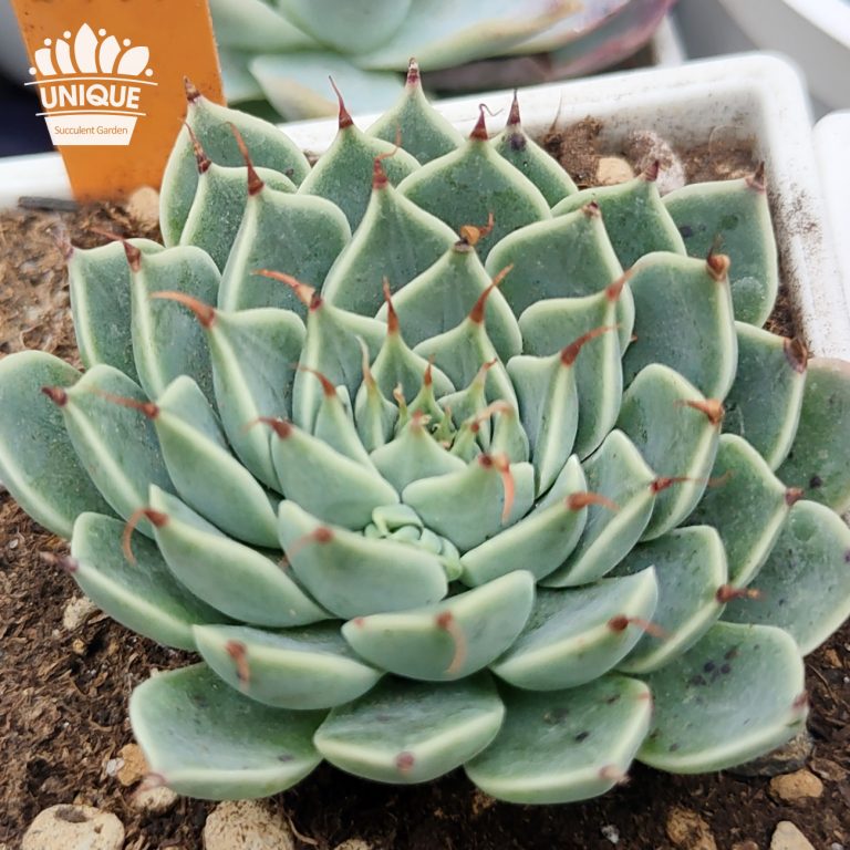 多肉仙人交易所