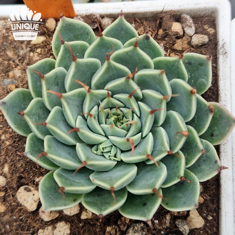 多肉仙人交易所