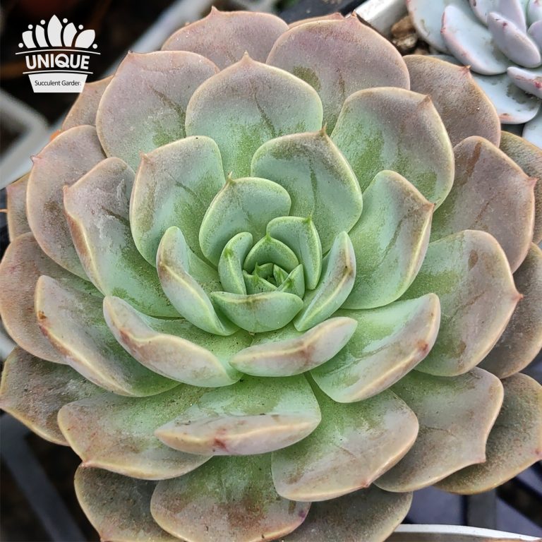 多肉仙人交易所