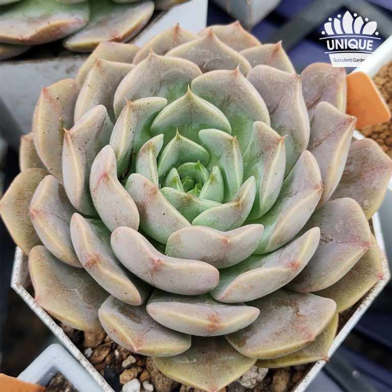 多肉仙人交易所