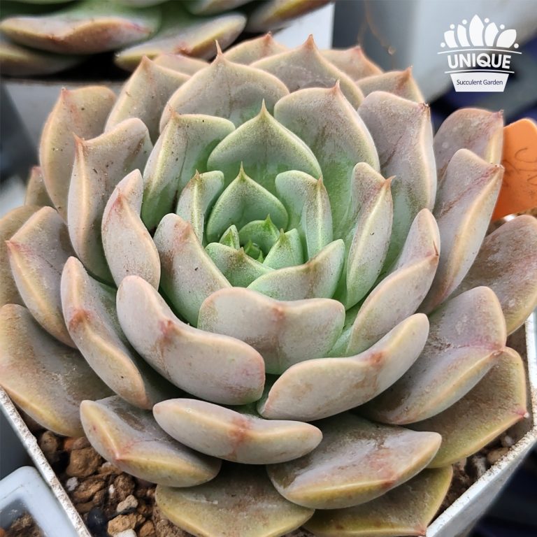 多肉仙人交易所