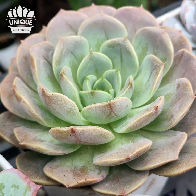 多肉仙人交易所