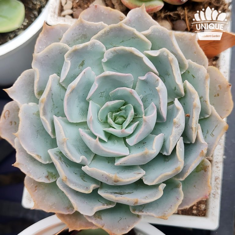 多肉仙人交易所