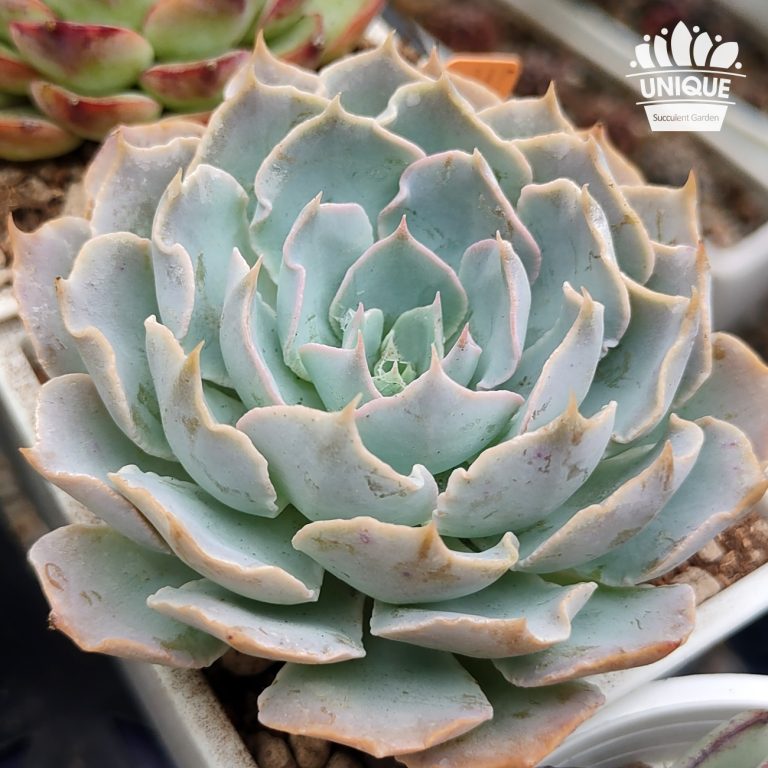 多肉仙人交易所