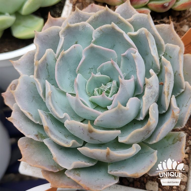 多肉仙人交易所