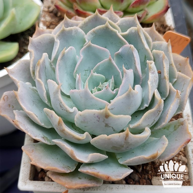 多肉仙人交易所