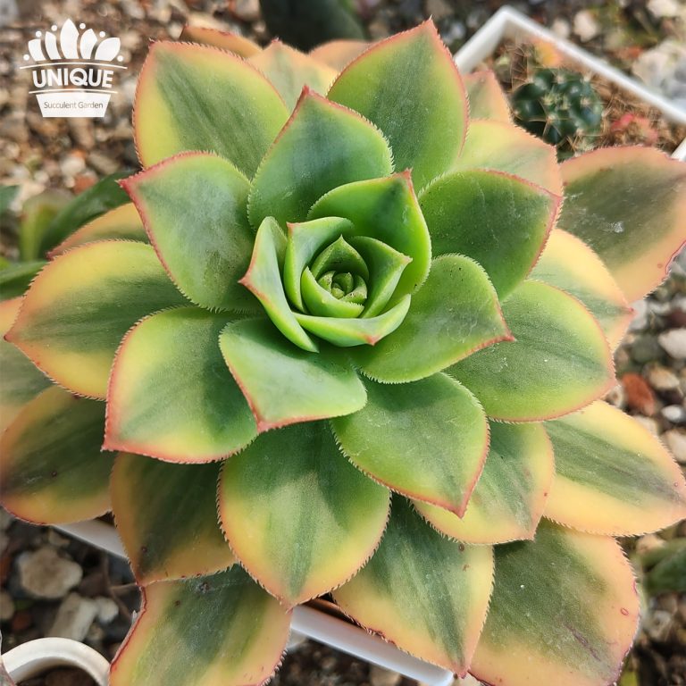 多肉仙人交易所