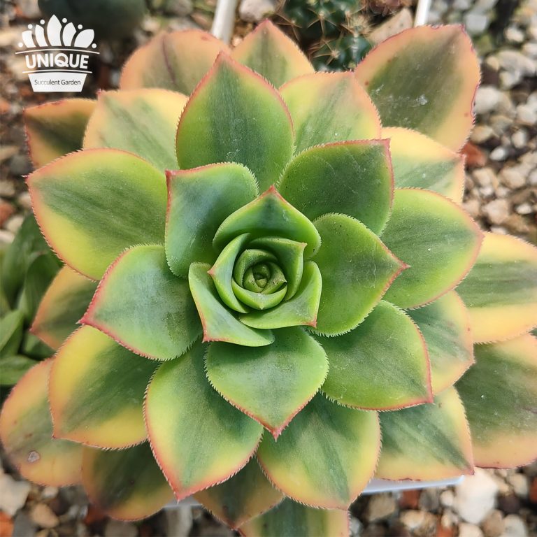 多肉仙人交易所