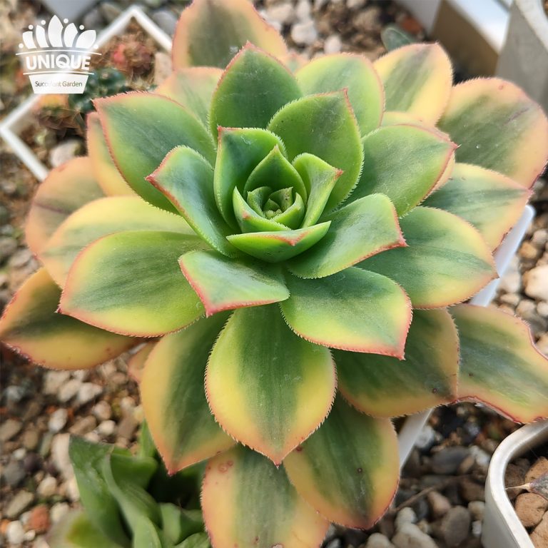 多肉仙人交易所