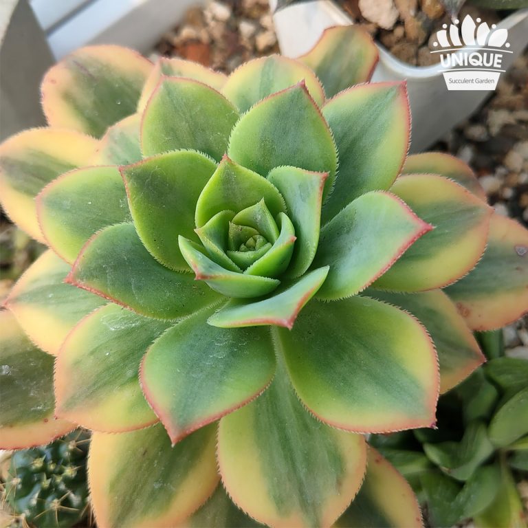 多肉仙人交易所