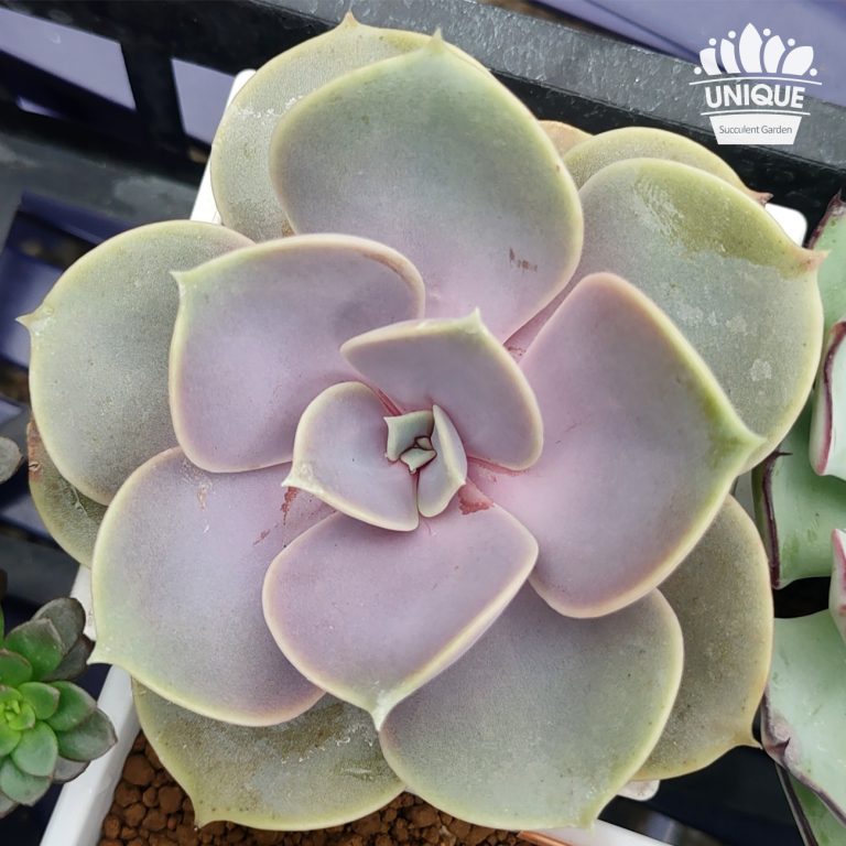 多肉仙人交易所