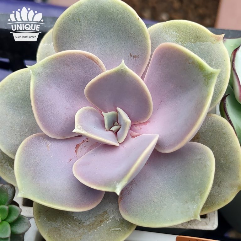 多肉仙人交易所