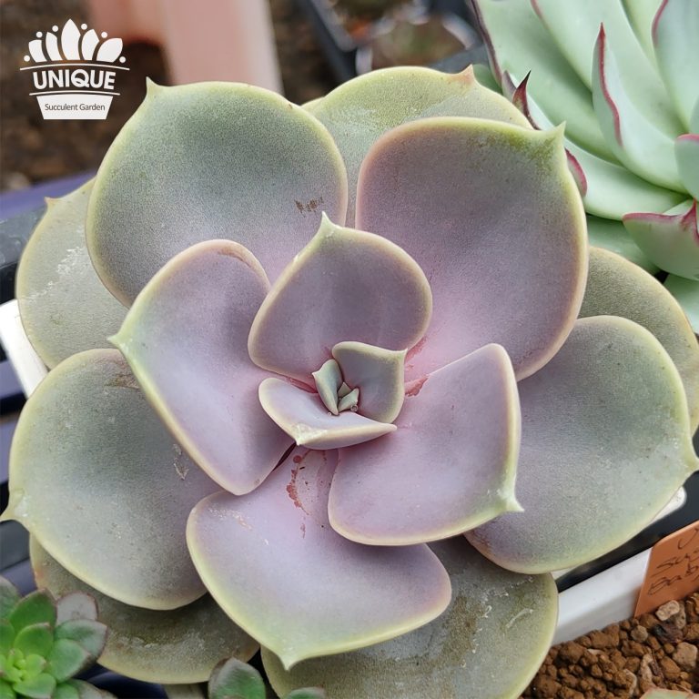 多肉仙人交易所