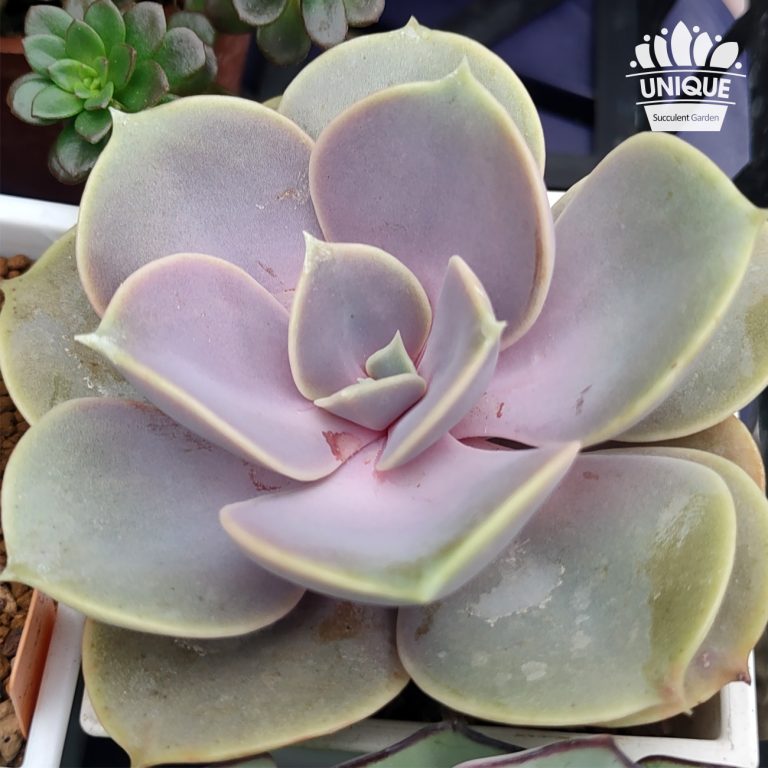 多肉仙人交易所