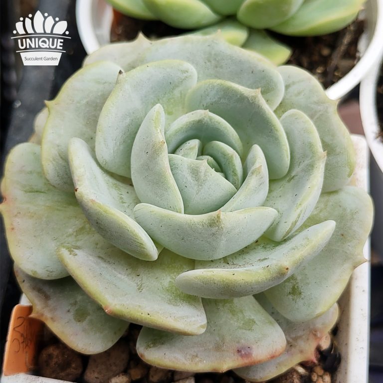 多肉仙人交易所