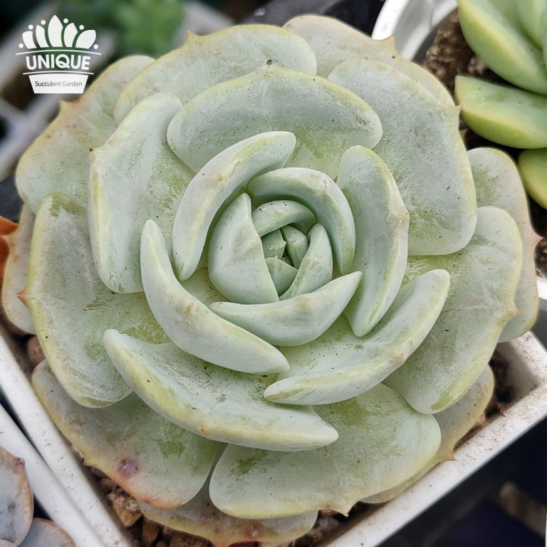 多肉仙人交易所