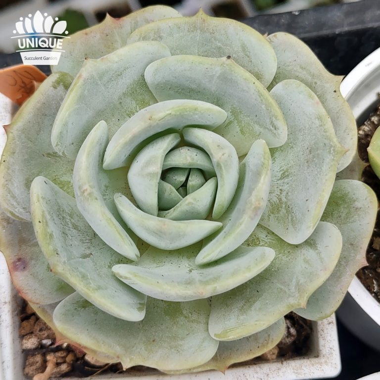 多肉仙人交易所