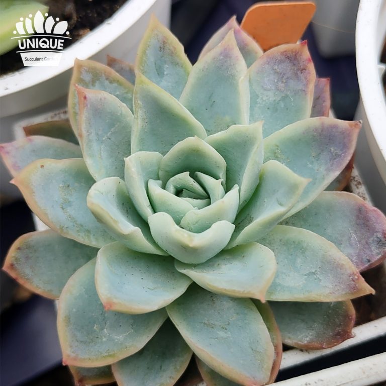 多肉仙人交易所