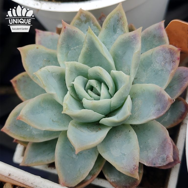 多肉仙人交易所