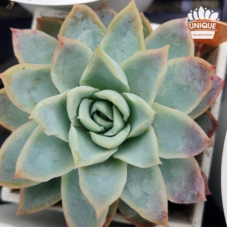 多肉仙人交易所