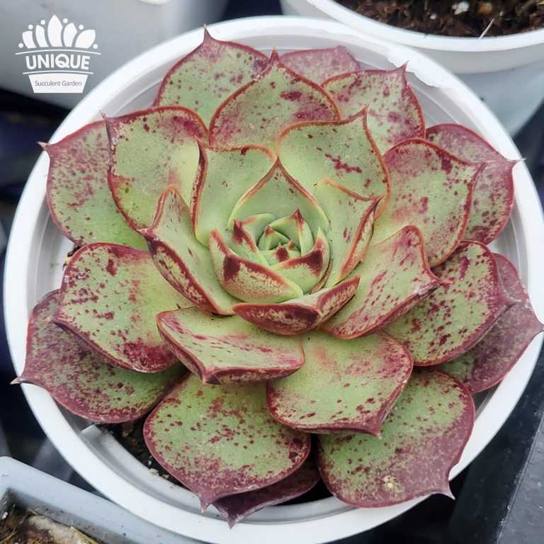 多肉仙人交易所