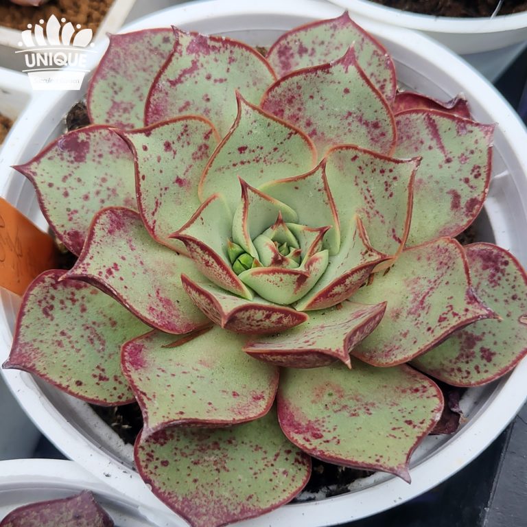 多肉仙人交易所