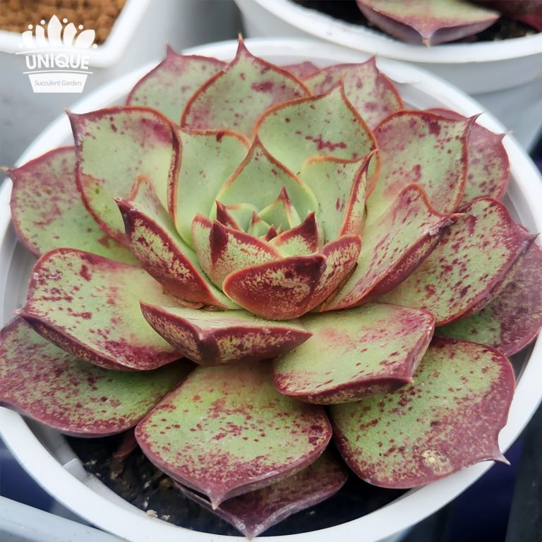 多肉仙人交易所