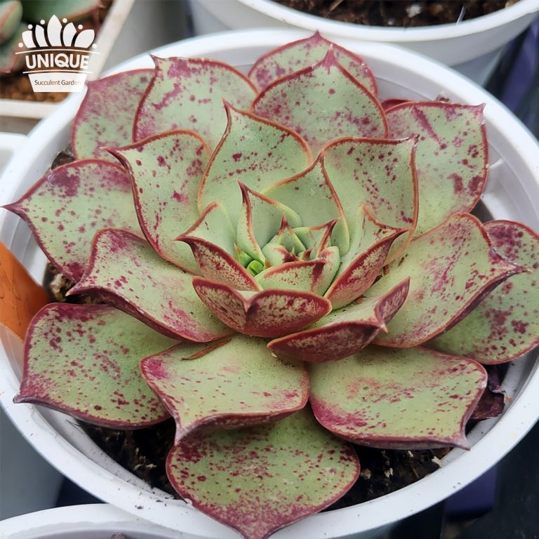 多肉仙人交易所