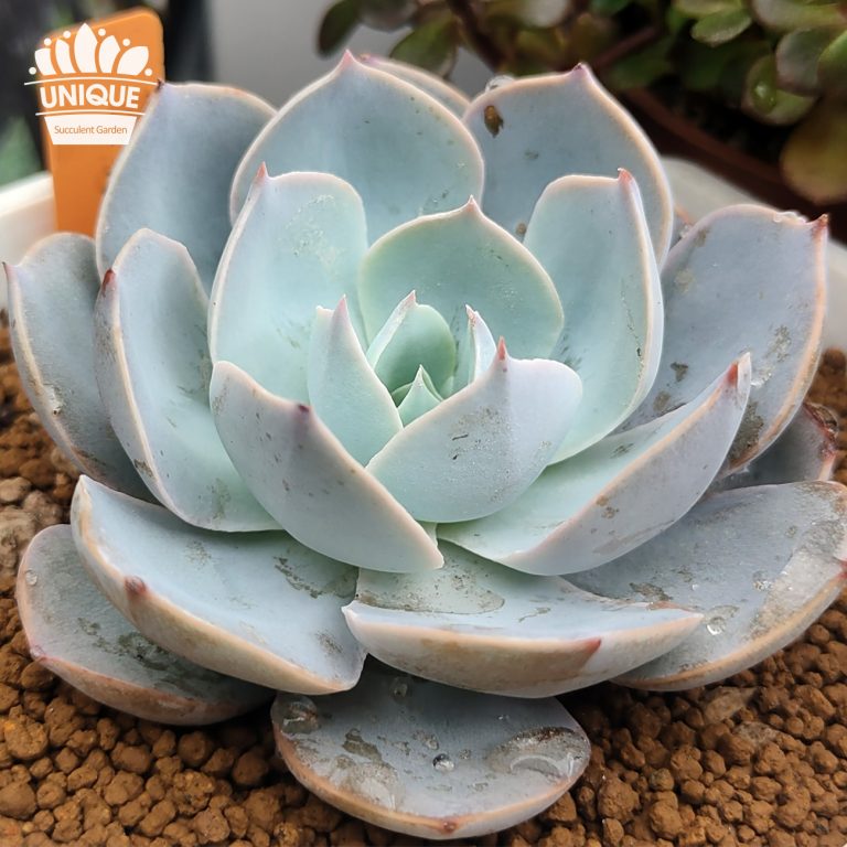 多肉仙人交易所