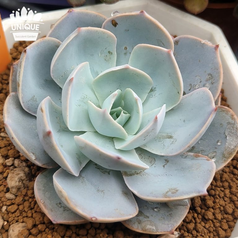 多肉仙人交易所