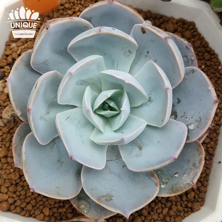 多肉仙人交易所