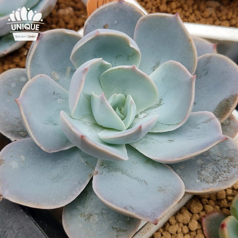 多肉仙人交易所