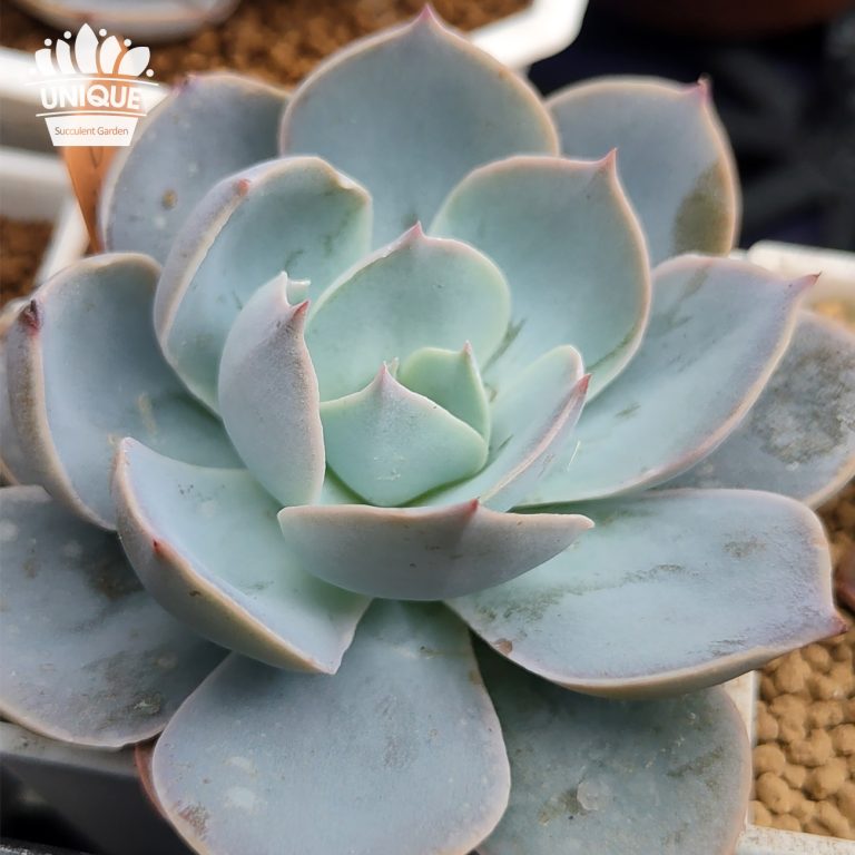 多肉仙人交易所