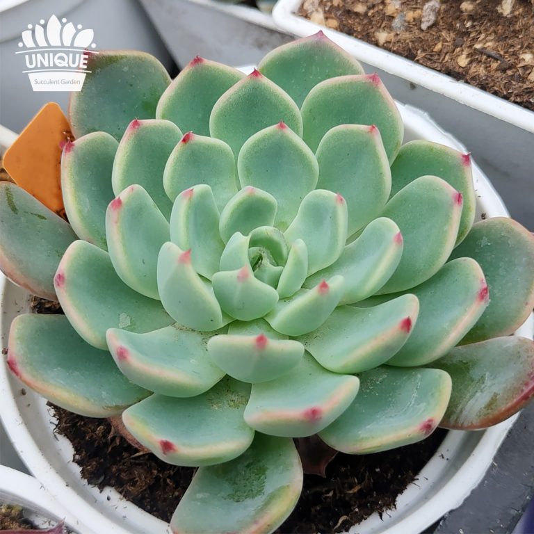 多肉仙人交易所