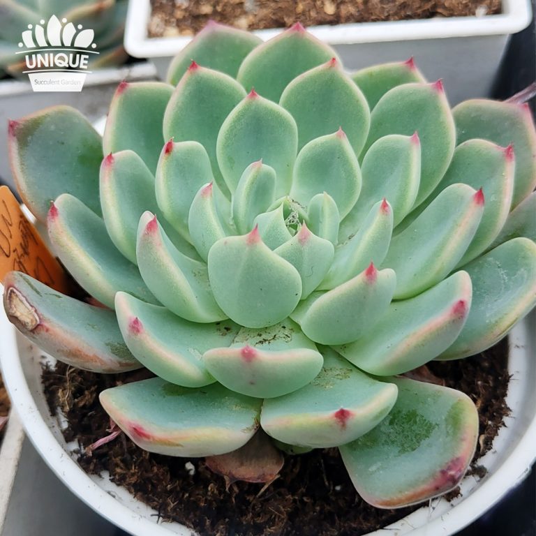 多肉仙人交易所