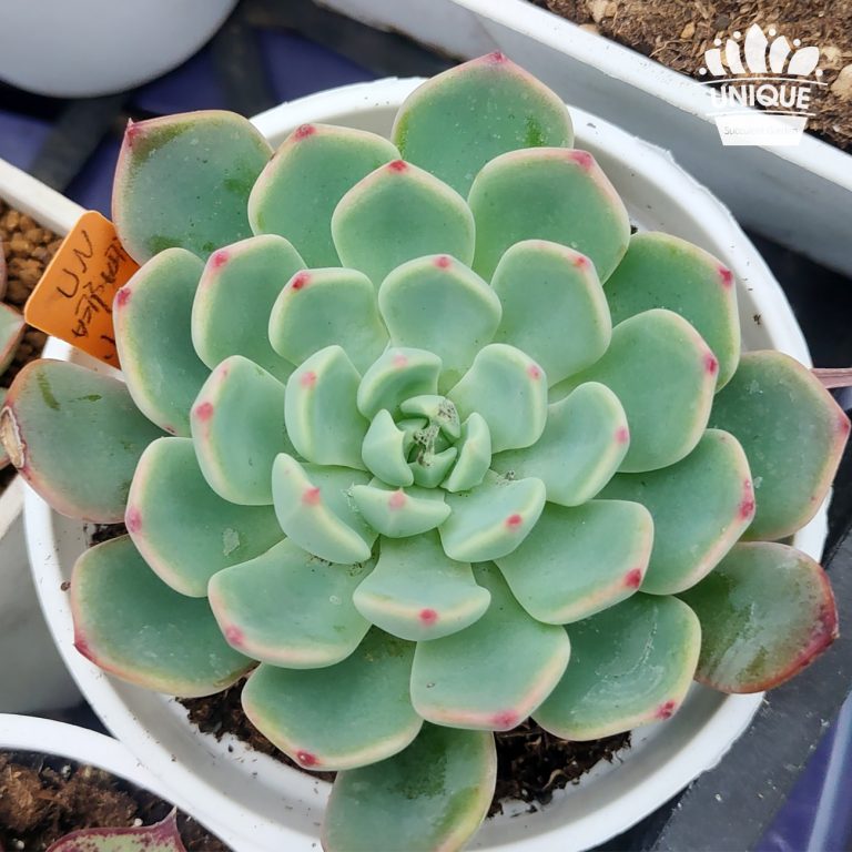 多肉仙人交易所