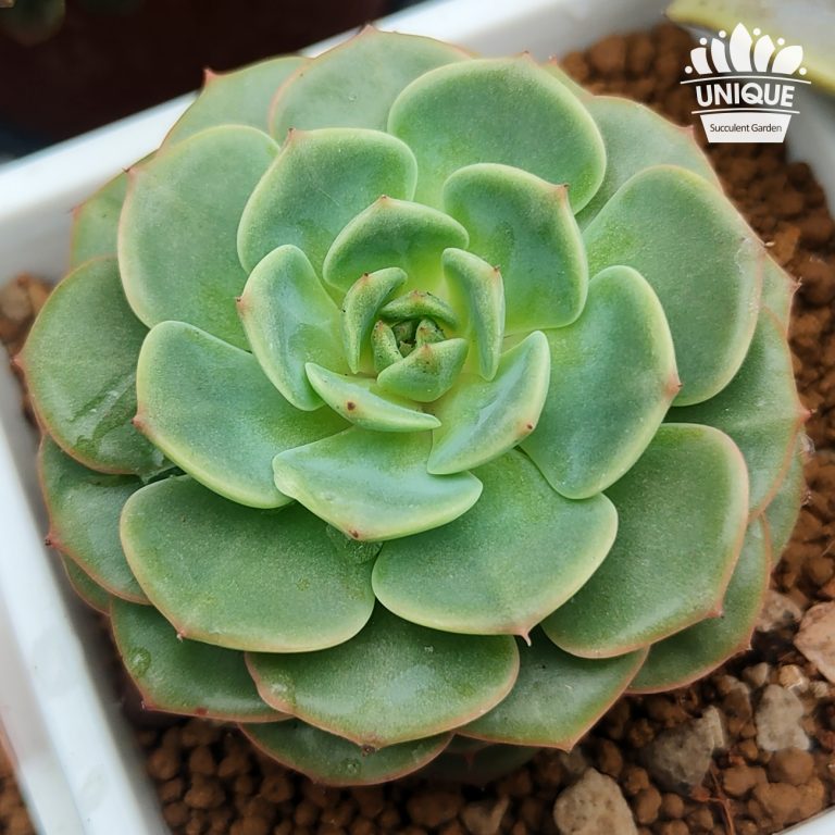 多肉仙人交易所