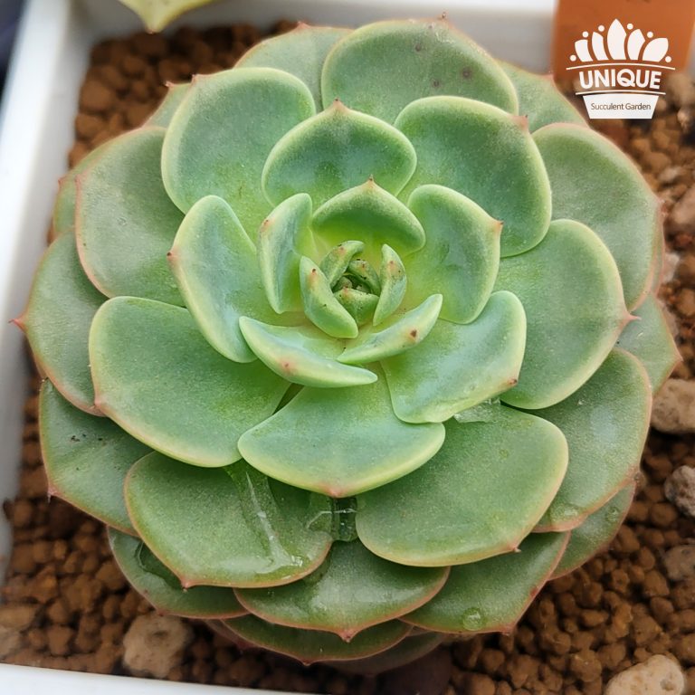 多肉仙人交易所