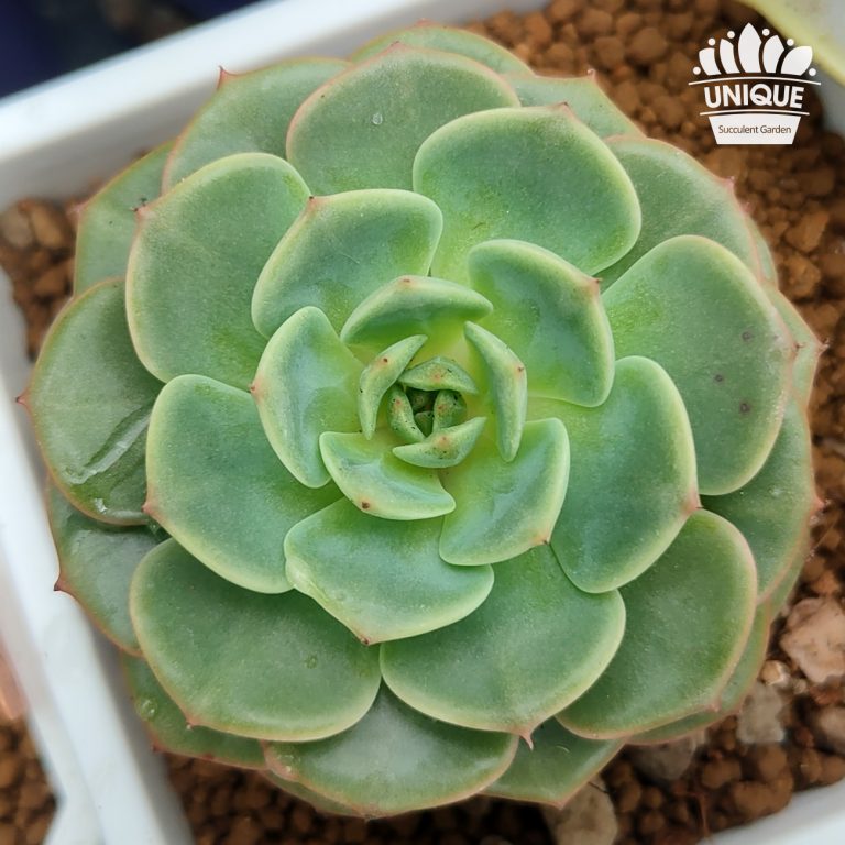 多肉仙人交易所