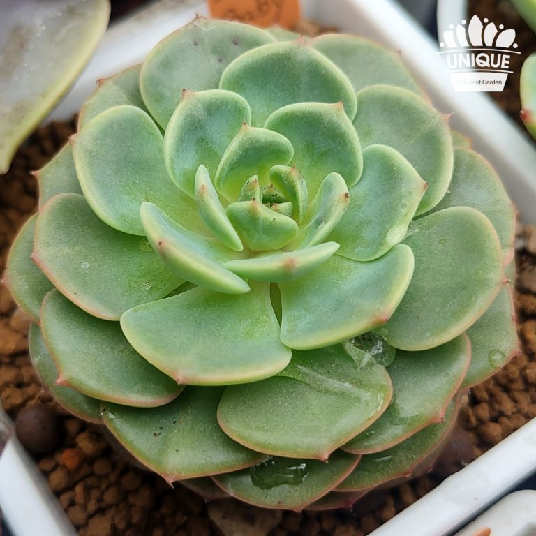 多肉仙人交易所