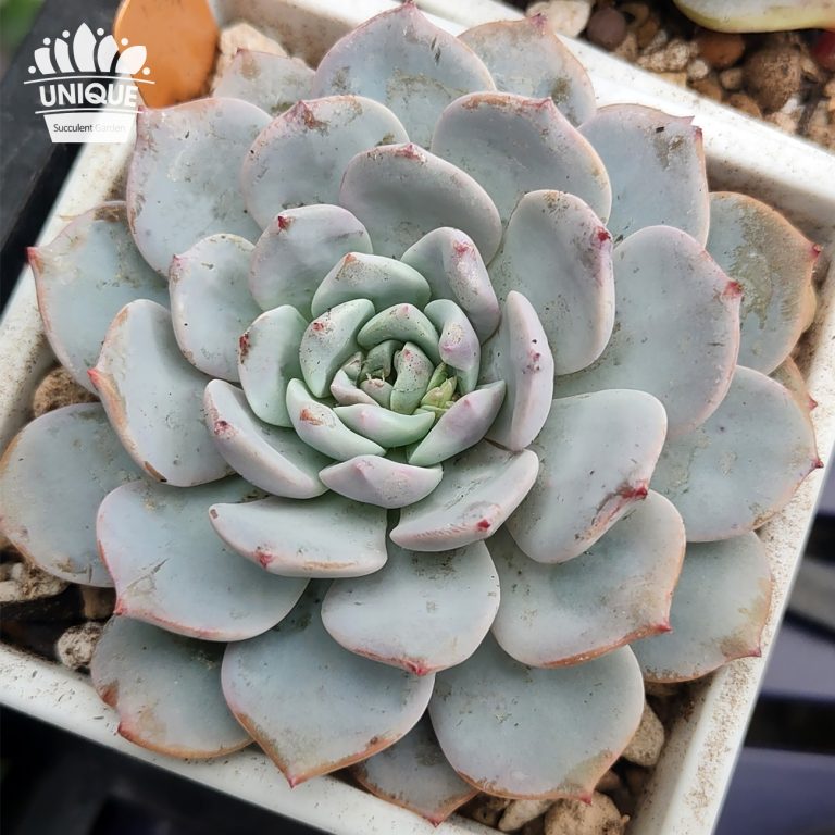 多肉仙人交易所