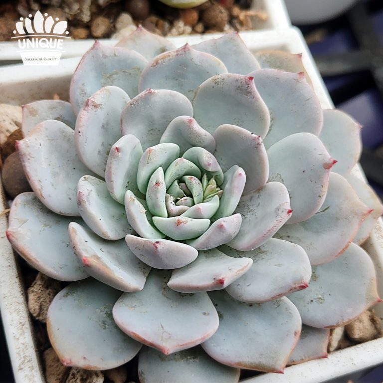 多肉仙人交易所