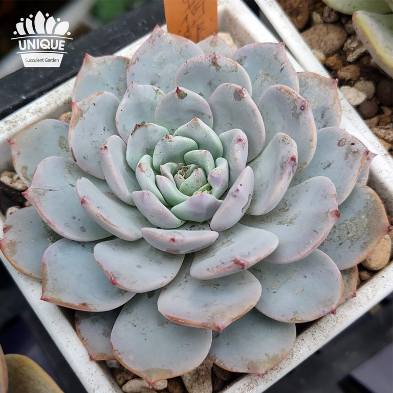 多肉仙人交易所