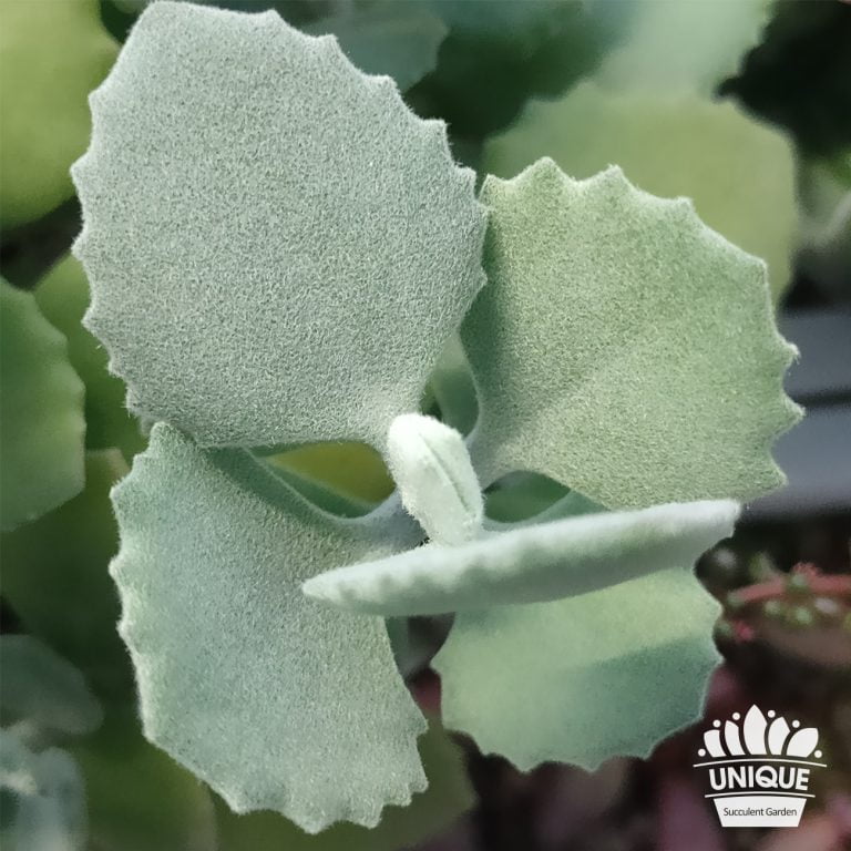 多肉仙人交易所