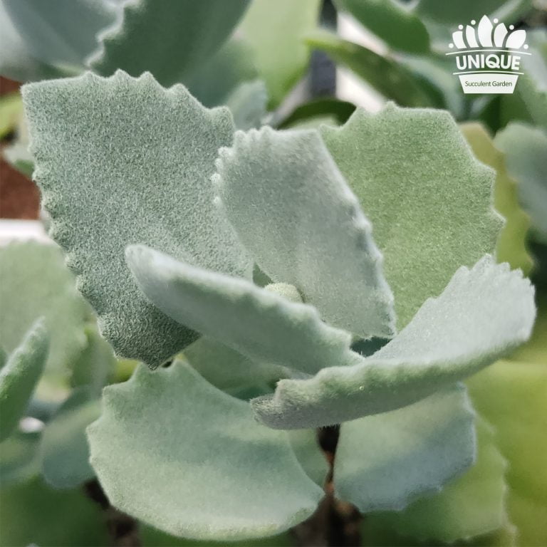 多肉仙人交易所